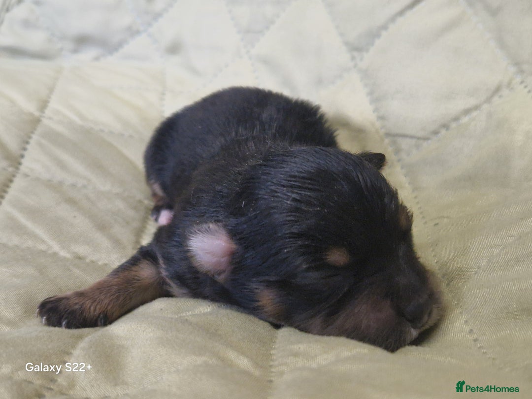 Mixed Breed dogs for sale: Pomeranian X Maltese maltipoms puppies rare  - Image 4