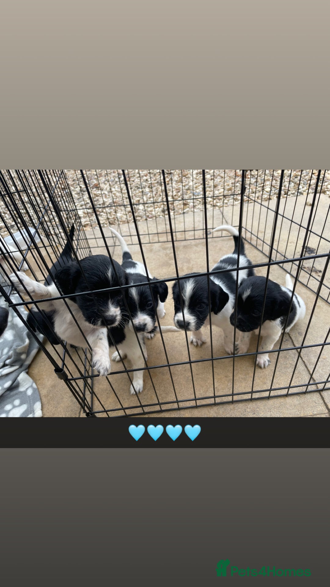 Cockerdor dogs for sale: Spaniel x lab  - Image 3