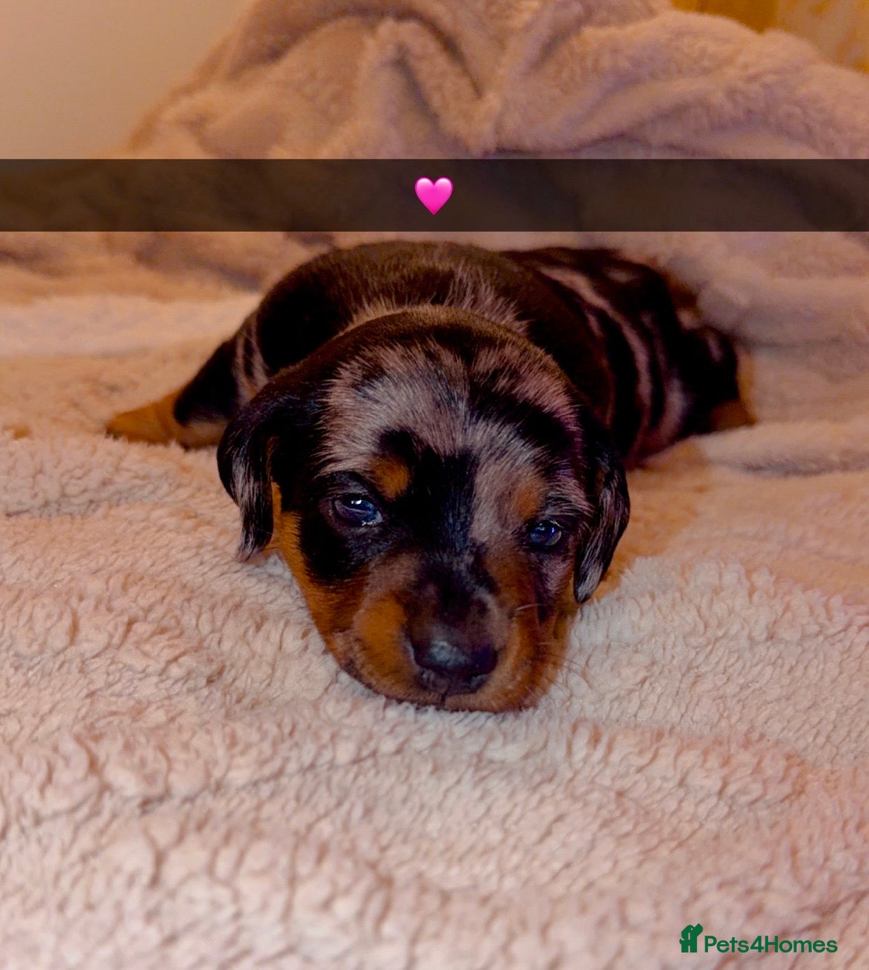 Dachshund Puppy 3