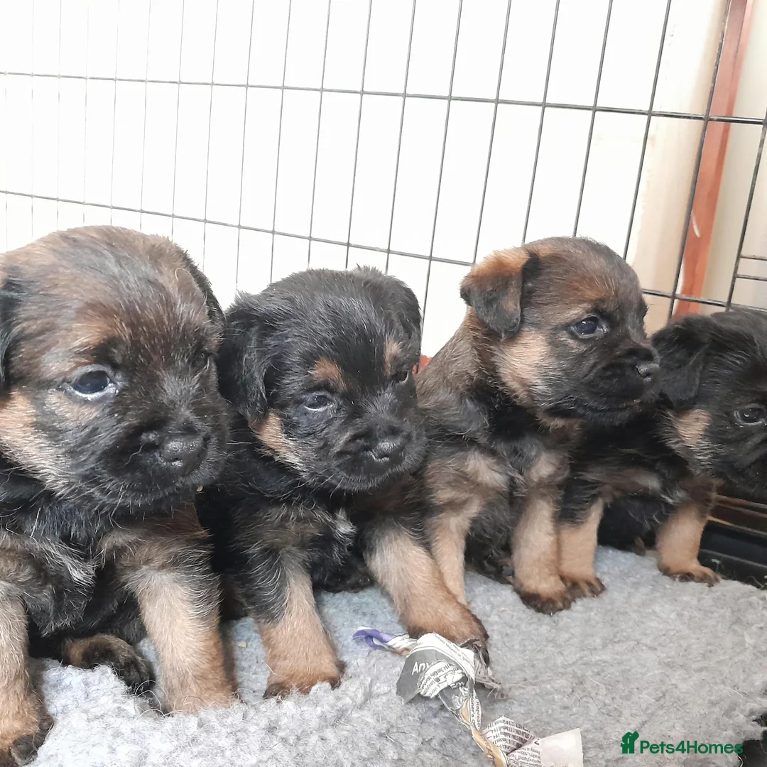 Border Terrier dogs for sale: KC REGISTERED SLEM CLEAR PUPPIES - Advert 1