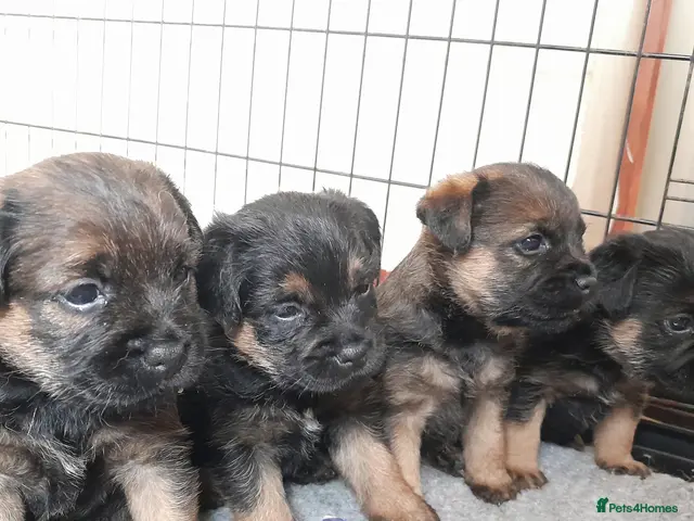 Border Terrier dogs for sale: KC REGISTERED SLEM CLEAR PUPPIES - Advert 1