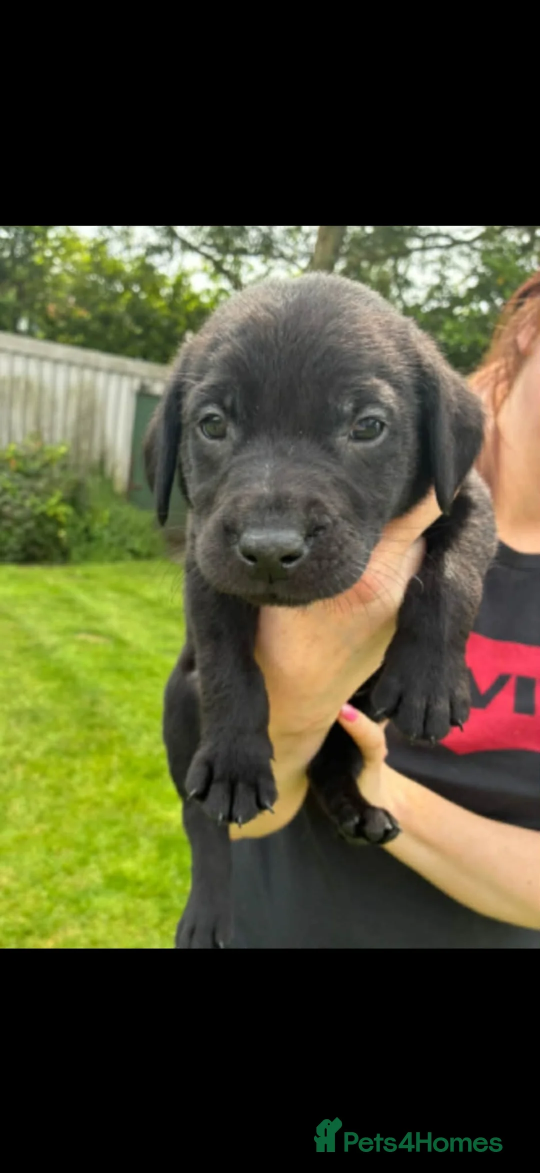 Labrador Retriever dogs for sale: Beautiful litter of KC registered Labrador Pups - Advert 10