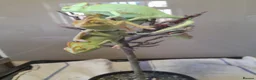 Chameleon reptiles for sale: Veiled chameleons  - Advert 8