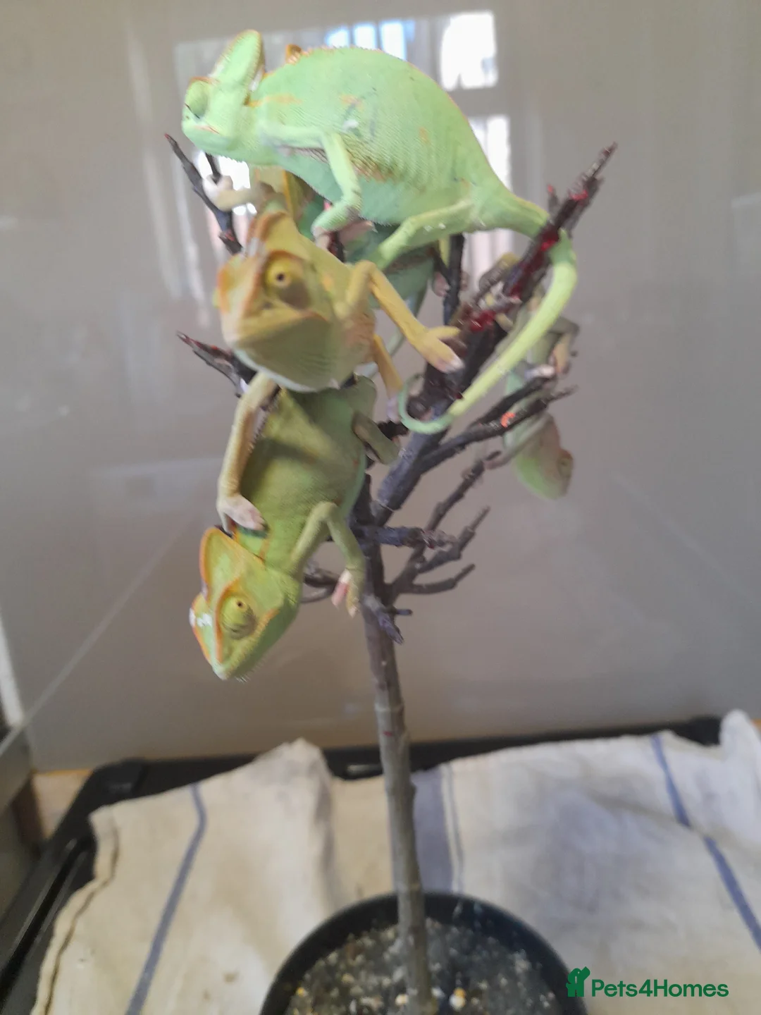 Chameleon reptiles for sale: Veiled chameleons  - Advert 8