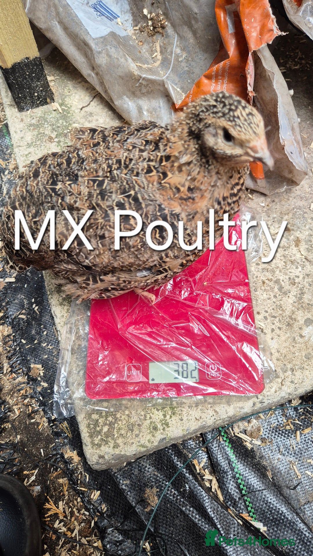 Quail poultry for sale: Standard/Jumbo/Celadon Quail Chicks & Hens - Image 8