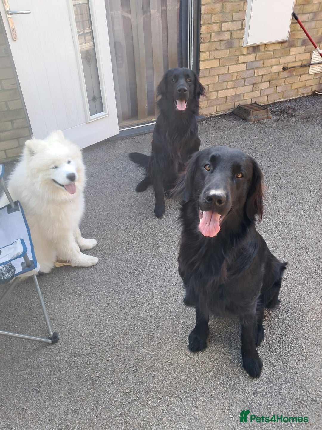 Samoyed dogs for sale: 9 month old Samoyed looking for a new home. - Advert 4