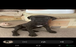 Cane Corso dogs for sale: Cane corso  - Image 1