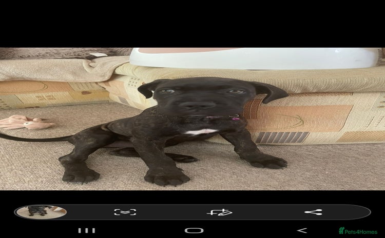 Cane Corso dogs - Advert 2