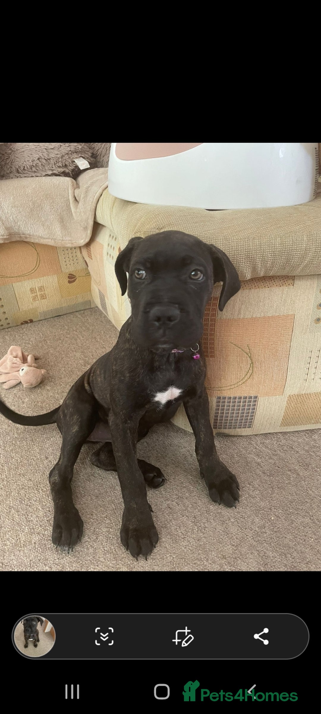 Cane Corso dogs for sale: Cane corso  - Image 1