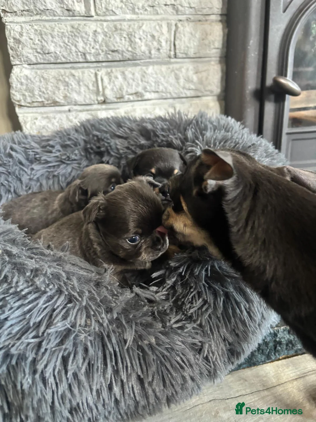 Chihuahua dogs for sale: Beautiful chihuahua puppies in Leatherhead - Advert 7
