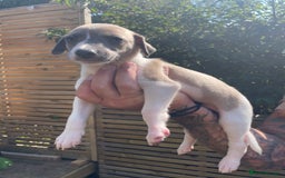 Whippet dogs for sale: Whippet pups  - Image 3