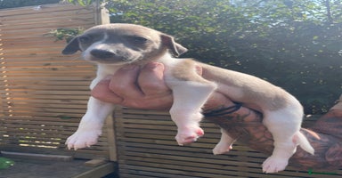 Whippet dogs - Advert 5