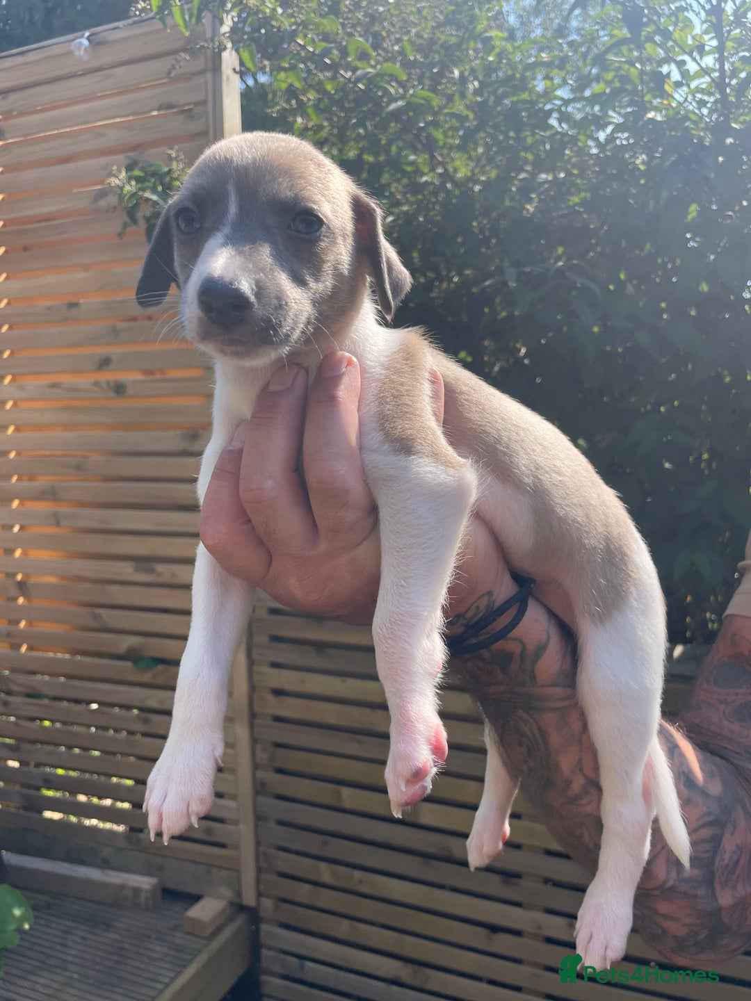Whippet dogs for sale: Whippet pups  - Image 3