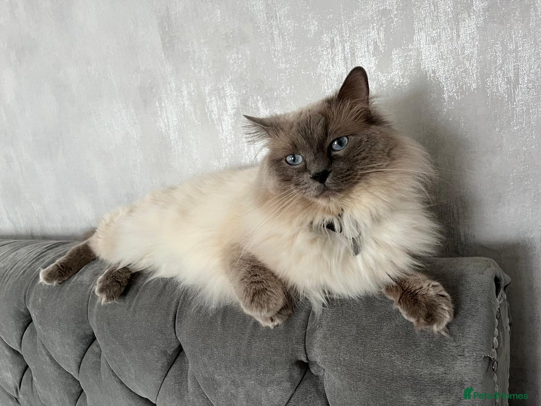 Ragdoll cats for sale: Amazing Ragdoll kittens 3 female 1 male - Image 16