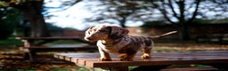 Dachshund dogs for sale: Dapple Dachshund - Brown/blue eyes  - Advert 2