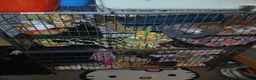 Rat rodents for sale: 4 rats with cage  in Shrewsbury - Advert 2