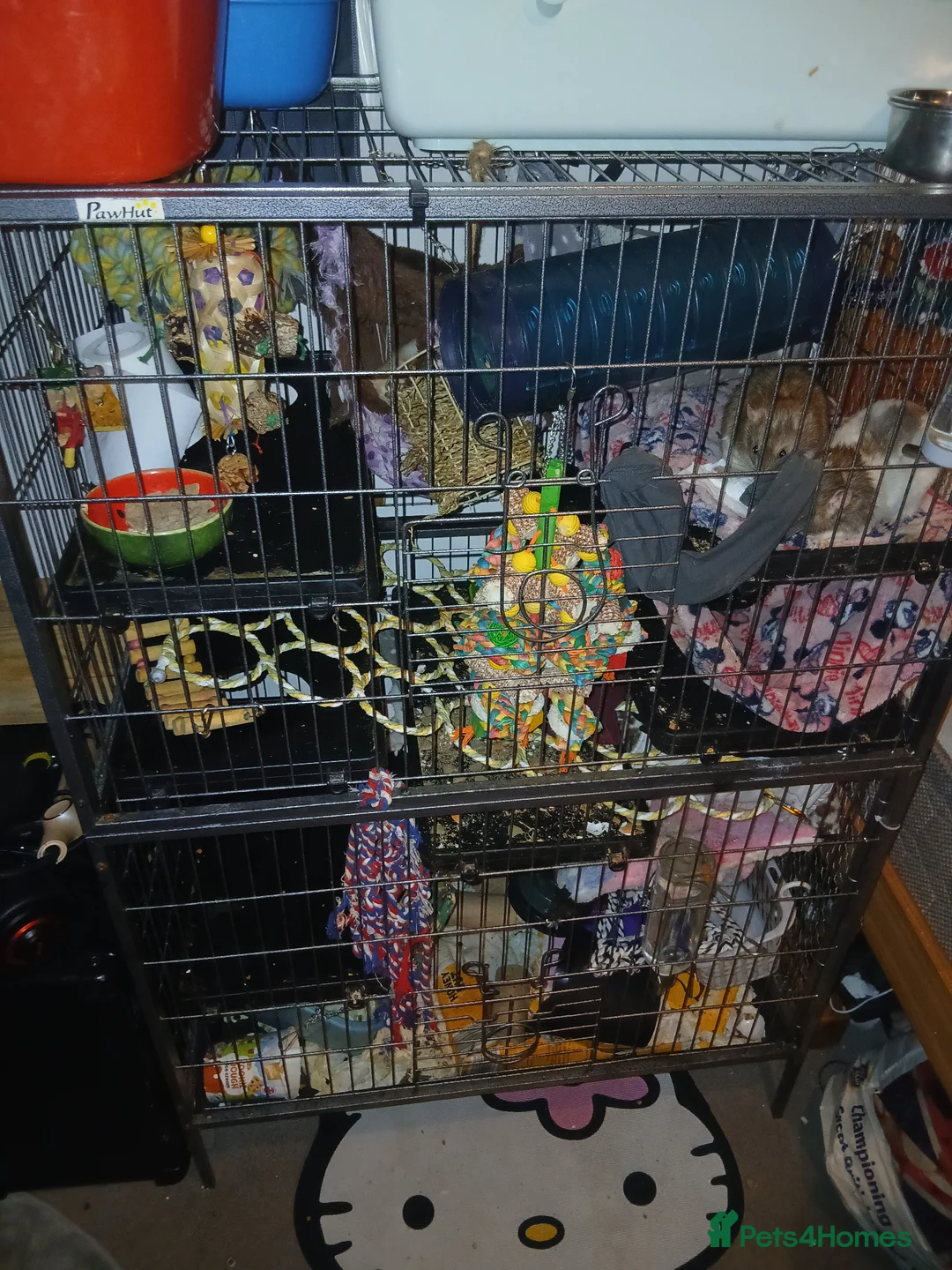 Rat rodents for sale: 4 rats with cage  in Shrewsbury - Advert 2