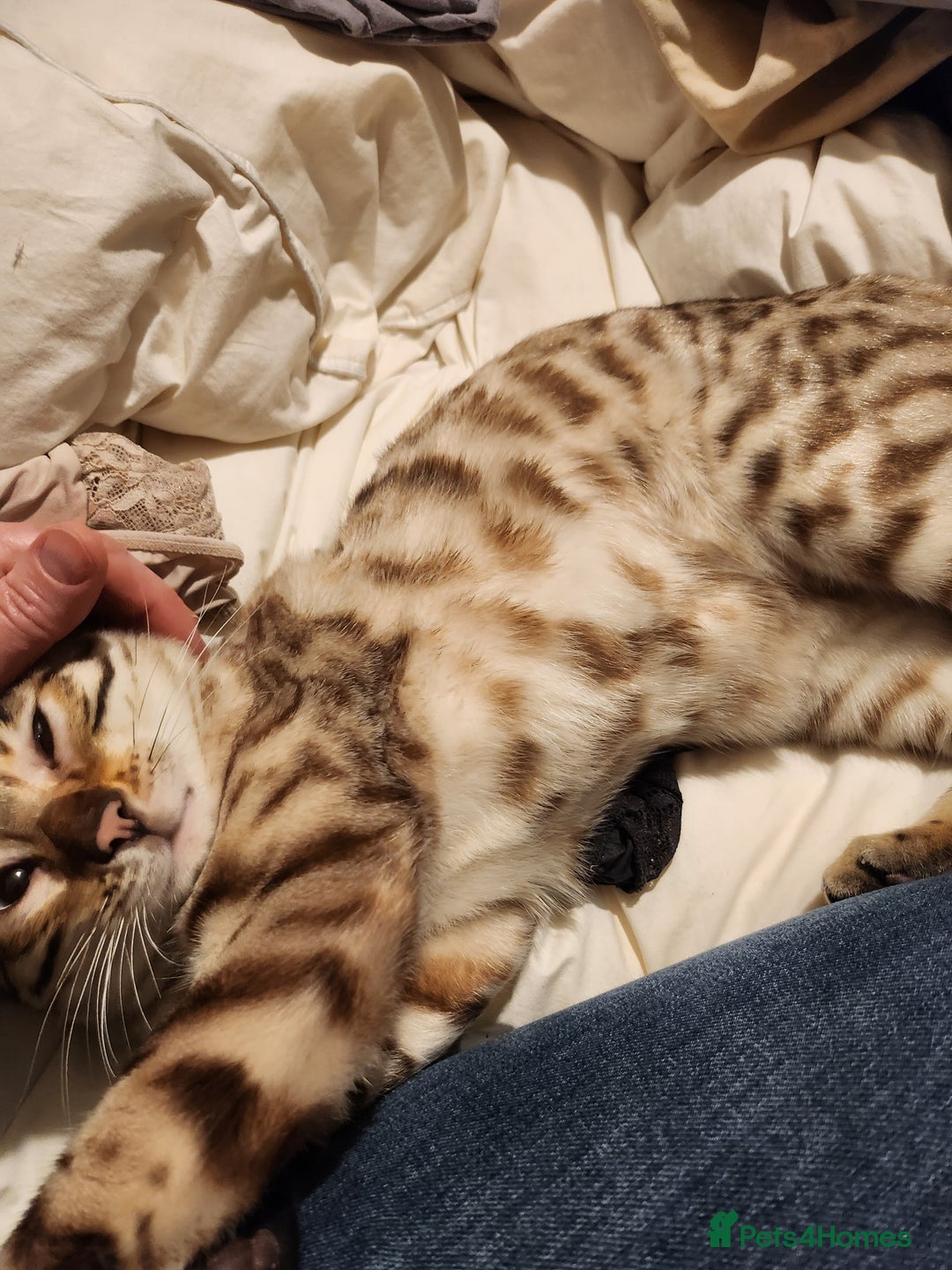 Bengal cats for stud: Proven Snow Bengal for studd in Southampton - Image 16
