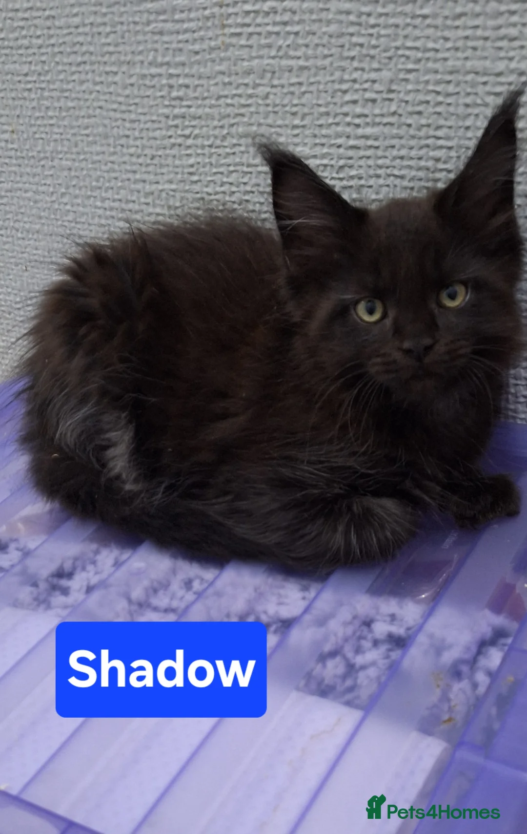 Maine Coon cats for sale: 😻1 Left  Ready Now Gorgeous Maine Coon Kitten 😻 - Advert 9