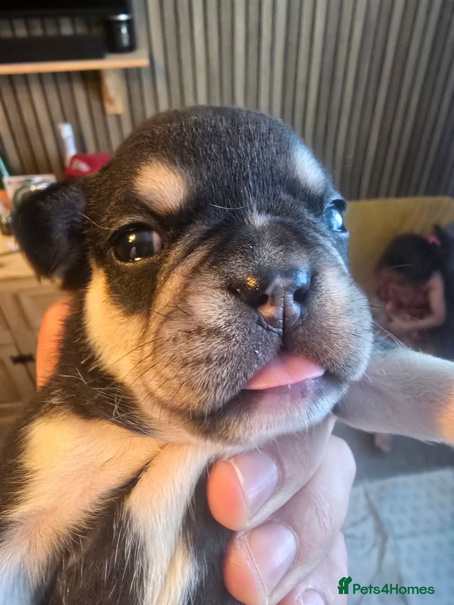 French Bulldog dogs FRENCH BULLDOG PUPPIES  - Advert 1