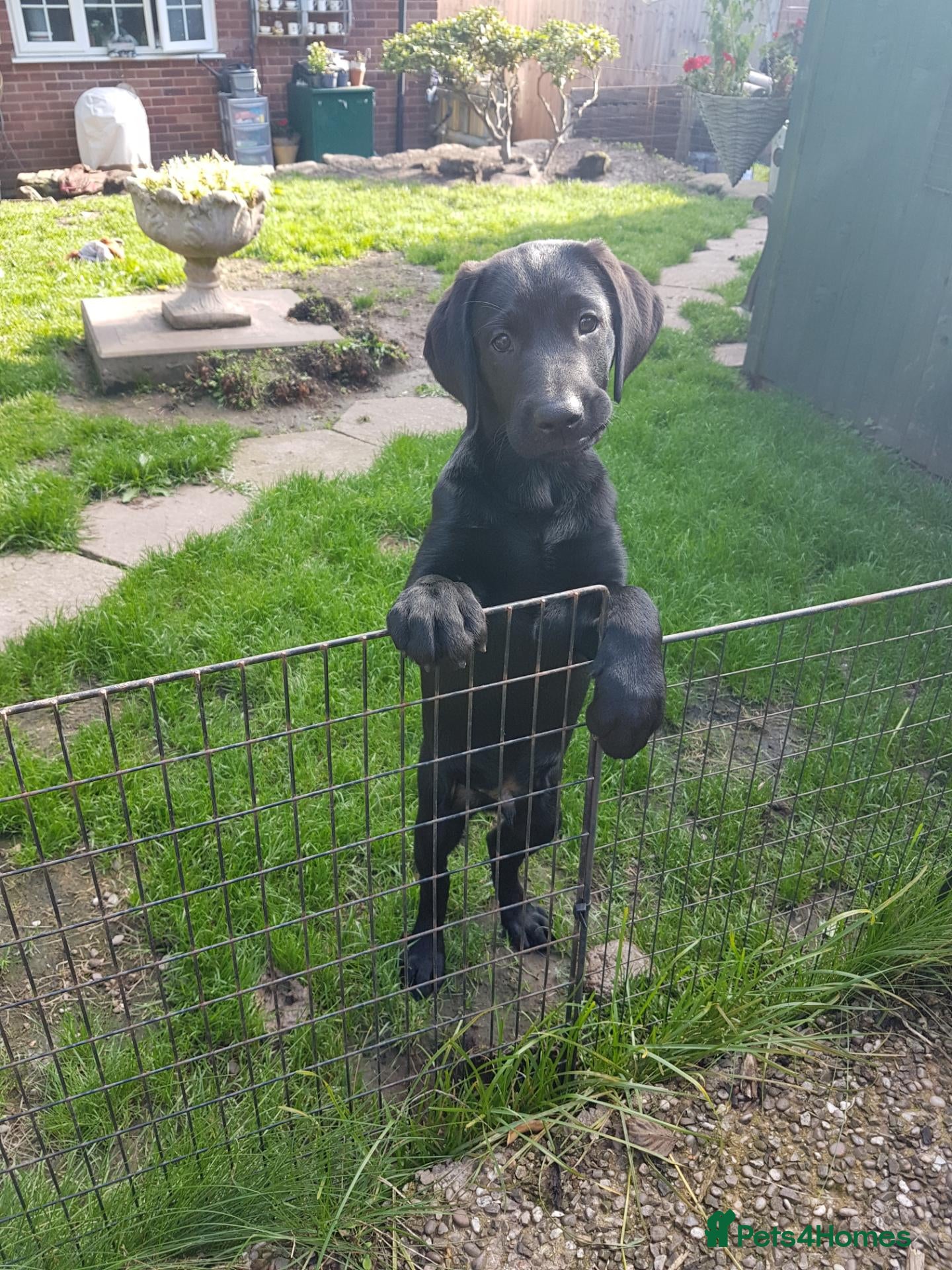 Labrador Retriever dogs Adorable KC Reg Labrador puppies  - Advert 2