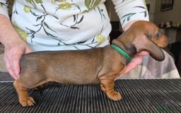 Dachshund dogs for sale: Stunning standard smooth haired dachshunds - Image 3