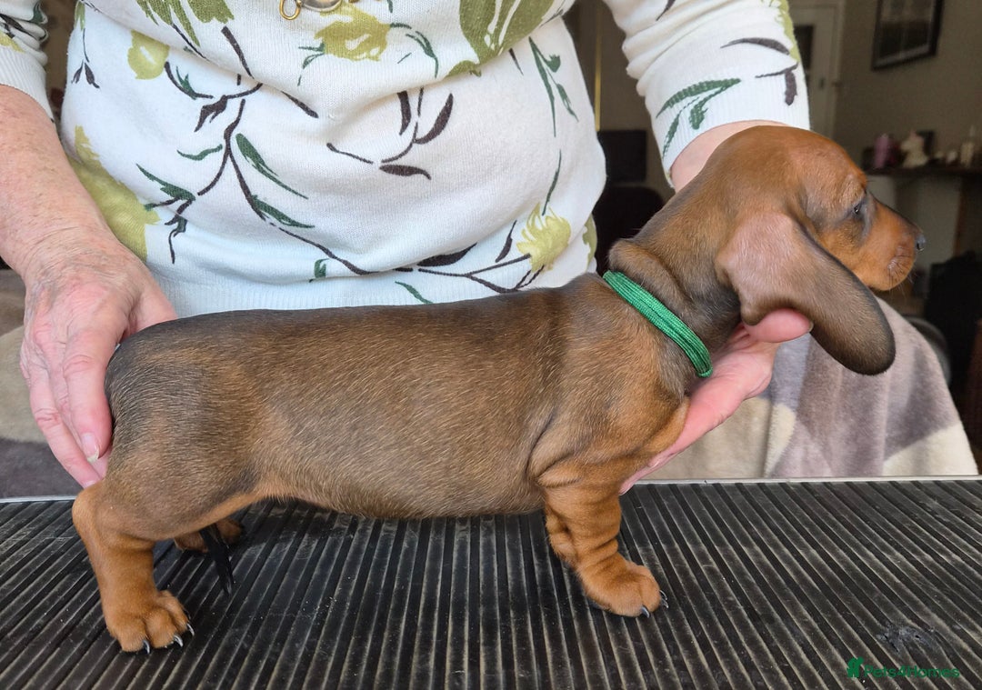 Dachshund dogs for sale: Stunning standard smooth haired dachshunds - Image 3