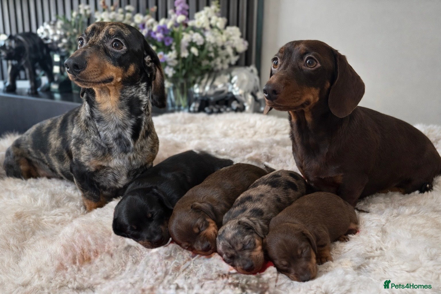 Miniature Dachshund dogs Kc reg miniature quality dachshunds  - Advert 1