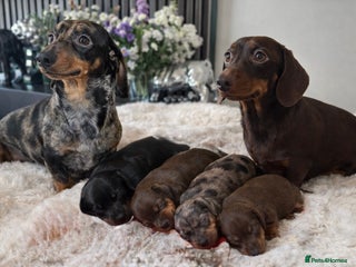 Miniature Dachshund dogs Kc reg miniature quality dachshunds - Advert 4