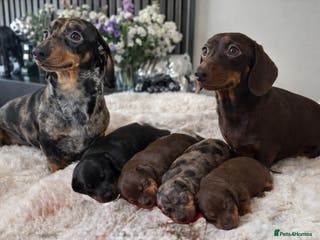 Miniature Dachshund dogs Kc reg quality black & tan last girl available - Advert 6