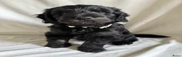 Mini Goldendoodle dogs for sale: F1 Miniature Goldendoodles   - Advert 26