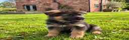 German Shepherd dogs for sale: World class German Shepherds - Advert 13