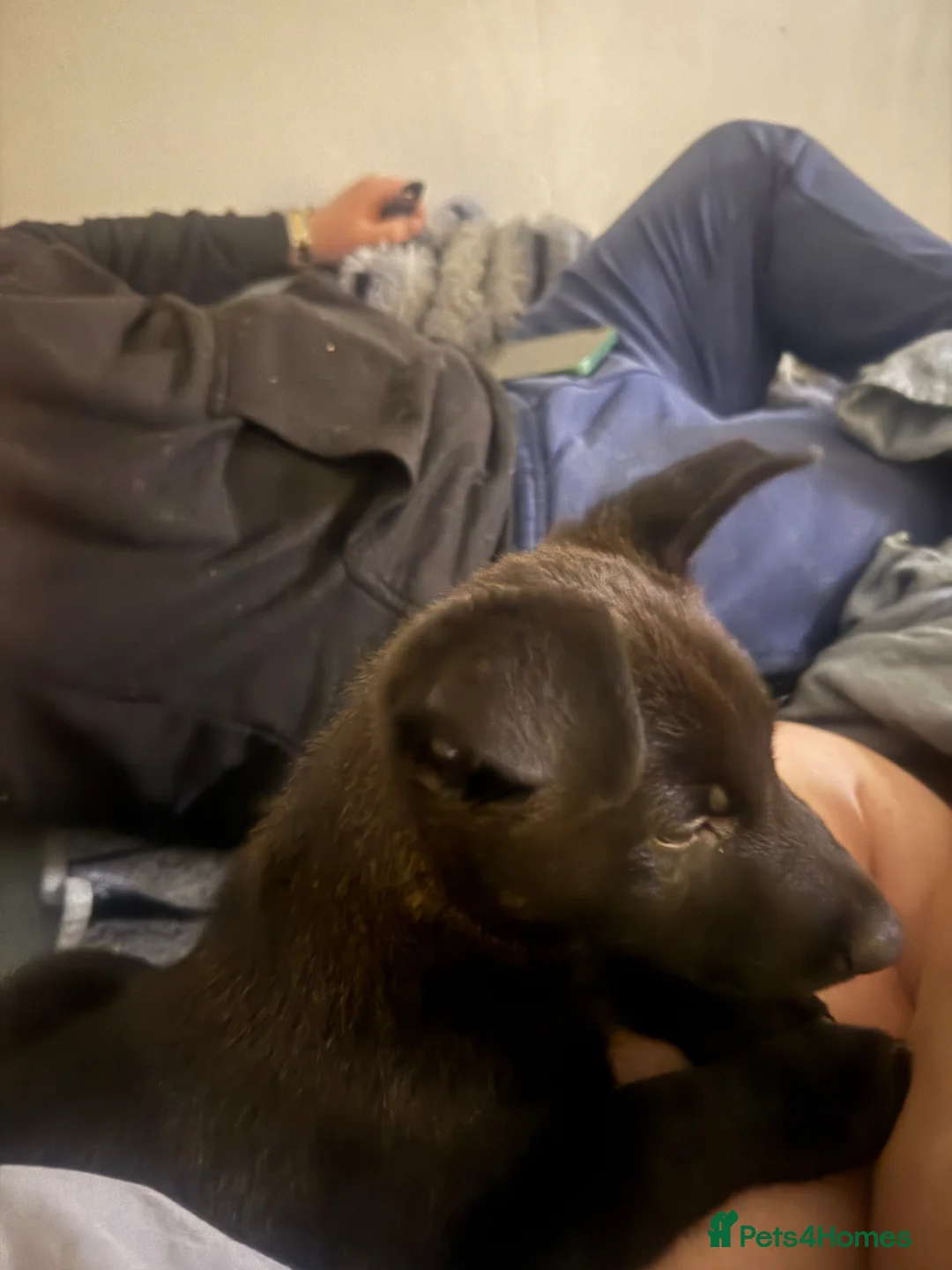 Belgian Shepherd Dog dogs for sale: Dutch shepherd  - Advert 2