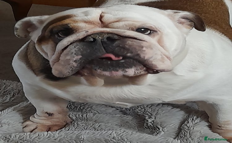 English Bulldog dogs British bulldog- English bulldog ( wouldn't list) - Advert 1