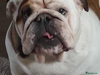 English Bulldog dogs British bulldog- English bulldog ( wouldn't list) - Advert 1