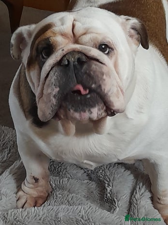 English Bulldog dogs British bulldog- English bulldog ( wouldn't list) - Advert 1