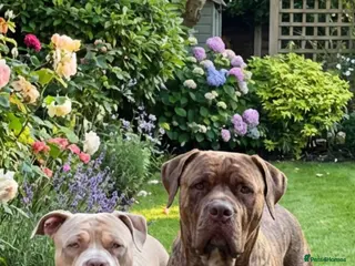 Mixed Breed dogs PRESA CANARIO X AMERICAN BULLY PUPS 3 BOYS 2 GIRLS - Advert 16