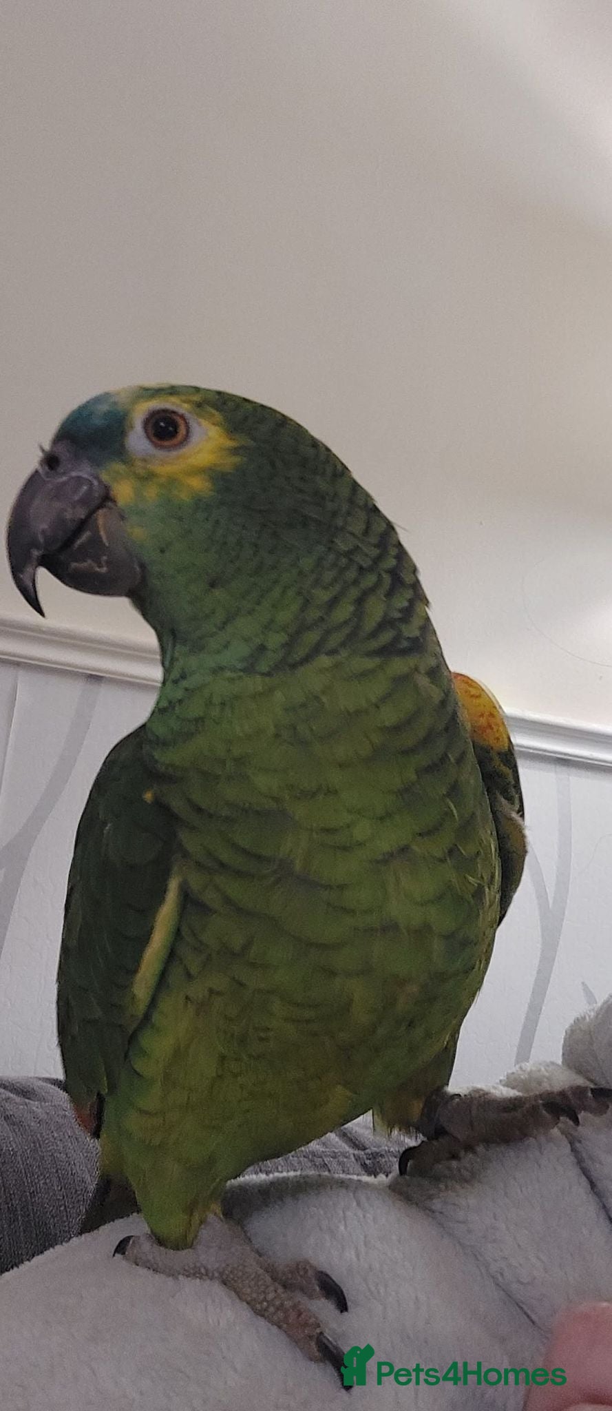 Parrots birds Beautiful Amazon parrot  - Advert 2
