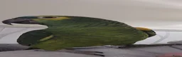 Parrots birds for sale: Beautiful Amazon parrot  in Oakham - Advert 1