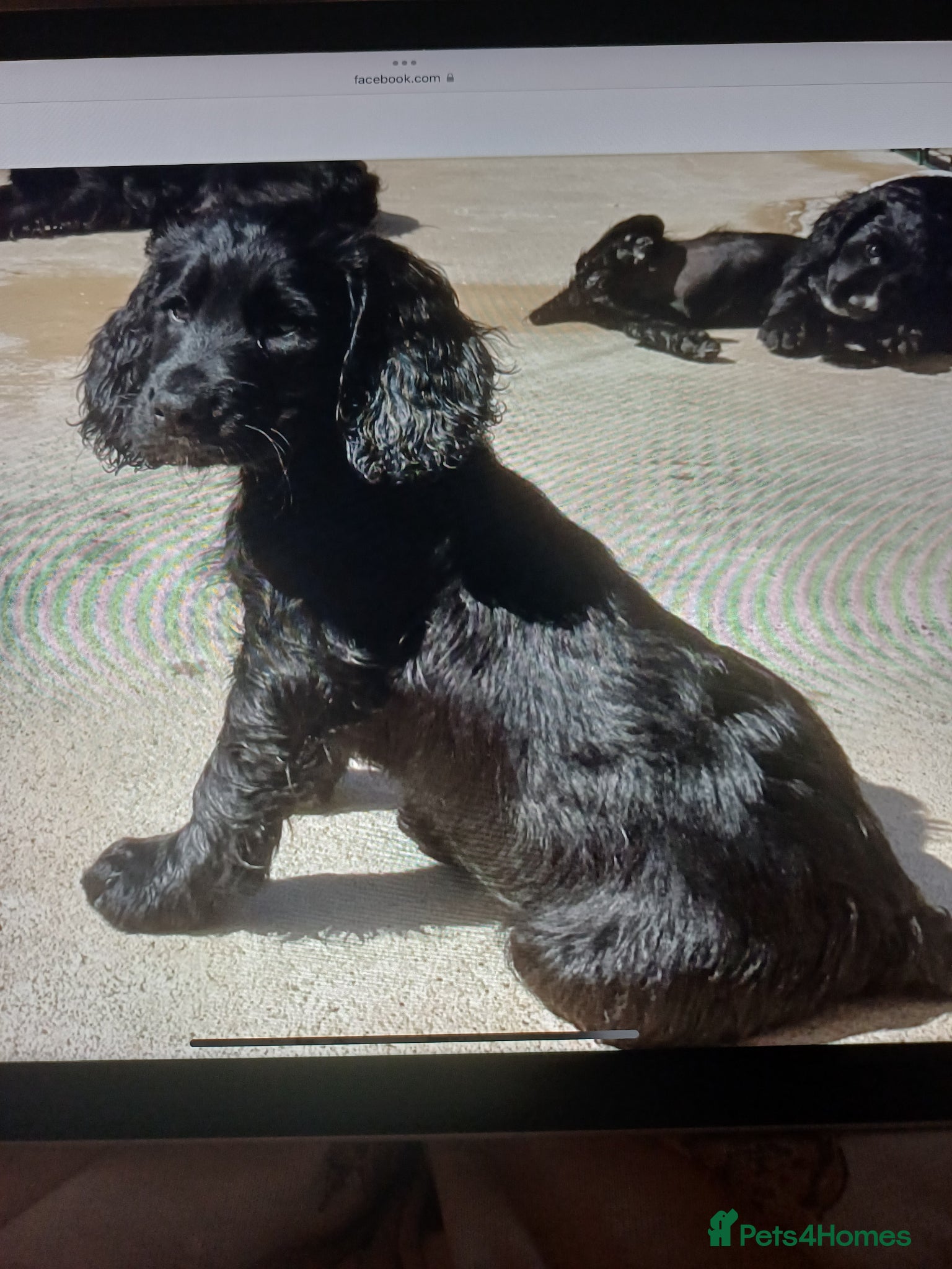 Cocker Spaniel dogs EXELLENT  BRED WORKING COCKER PUPPIES  - Advert 15