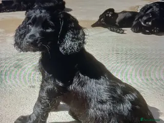 Cocker Spaniel dogs EXELLENT BRED WORKING COCKER PUPPIES - Advert 15
