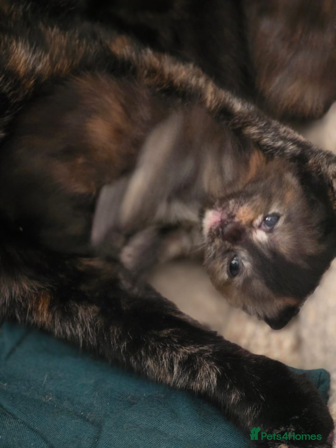 Mixed Breed cats for sale: Kittens  - Image 3