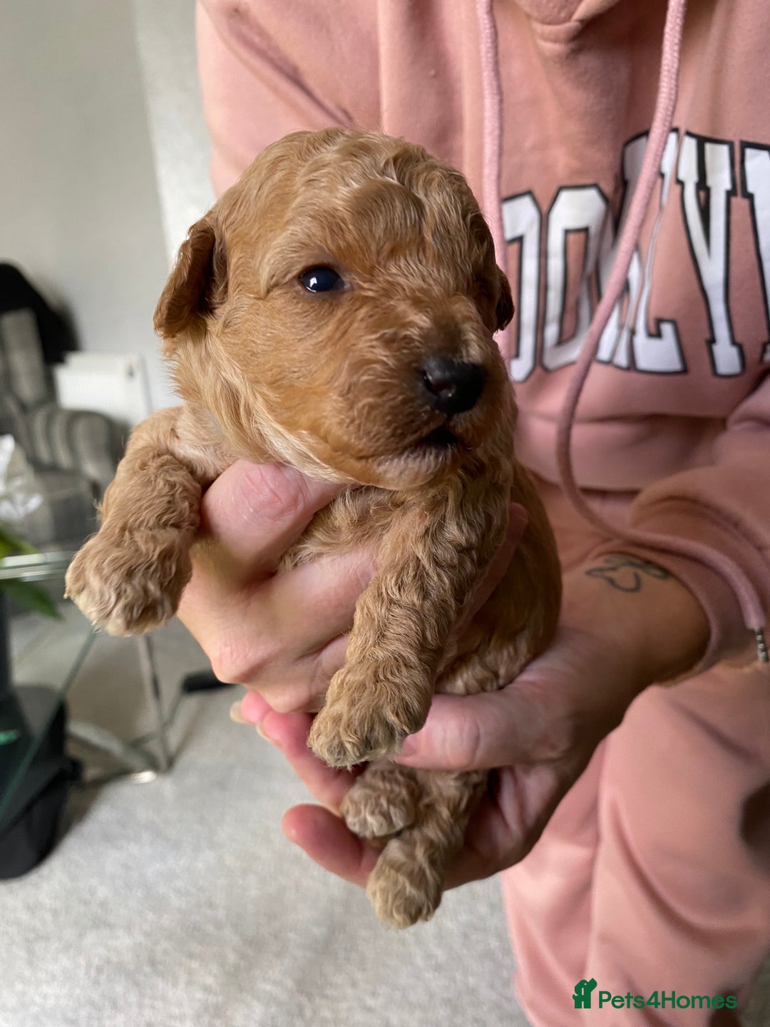 Poochon dogs for sale: 🐶🐾 4 STUNNING POOCHON PUPS 🐾🐶 - Image 7