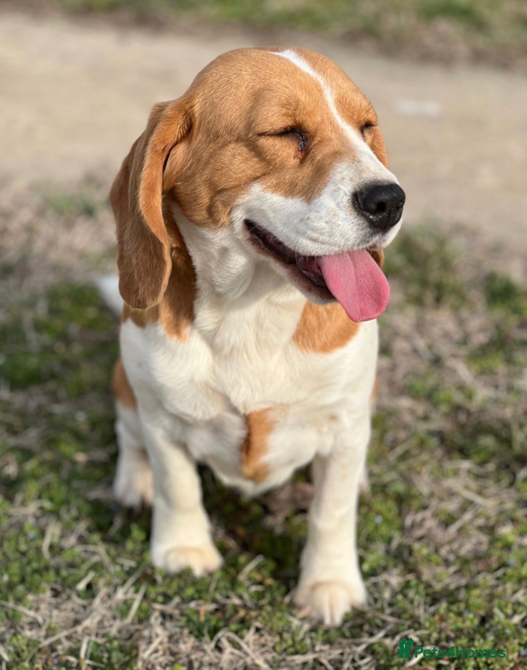 Beagle dogs for adoption: Beautiful Emma is looking for her forever home  - Image 6