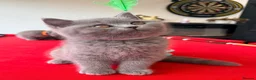 British Shorthair cats for sale: 2 BOYS AVAILABLE - GCCF BSH Kittens - Advert 7
