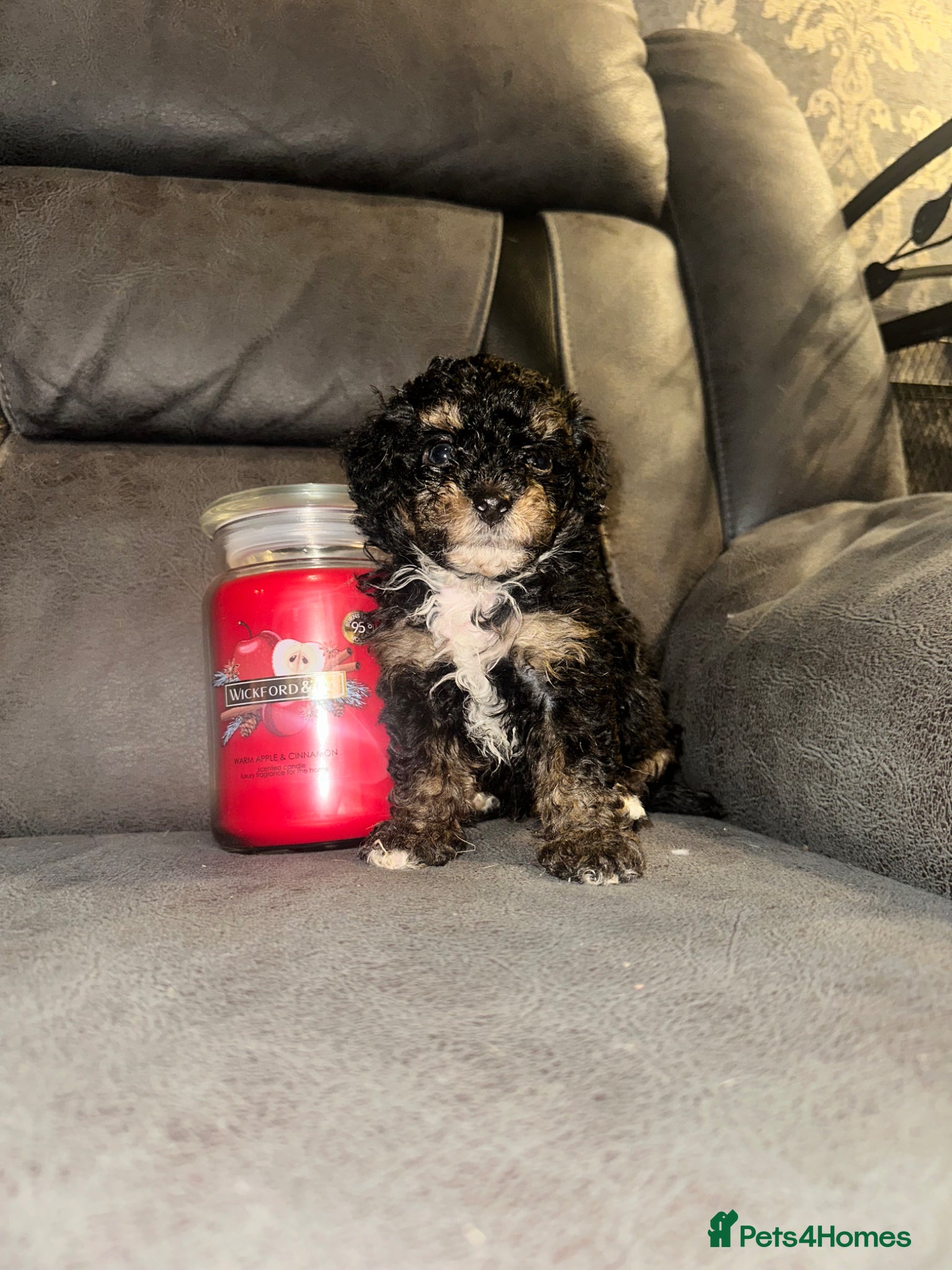 Maltipoo dogs ⭐️ Ready to leave F1B Asian lines ⭐️ - Advert 16