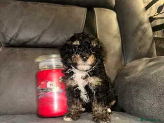 Maltipoo dogs ⭐️ Ready to leave F1B Asian lines ⭐️ - Advert 16