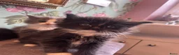 Ragdoll cats for sale: Ragdollxbsh kittens  - Advert 13