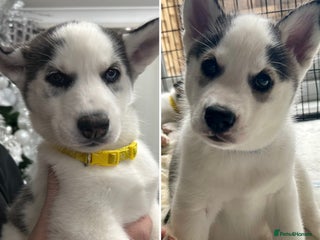 Siberian Husky dogs Available now - Last 2 Pups- Don’t Miss Out! - Advert 5