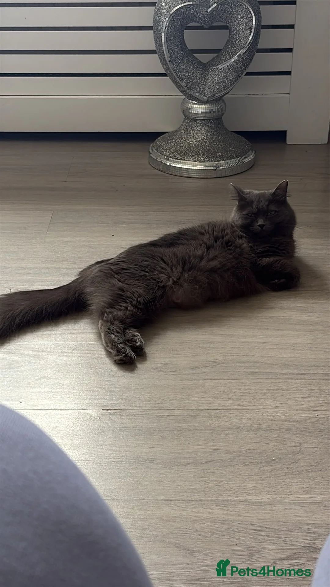 Ragdoll cats for sale: Ragdoll kittens  in Romford - Advert 1